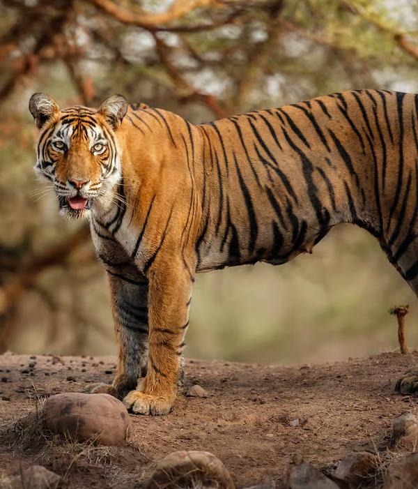 Ranthambore wildlife trip by Force Urbania